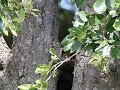 zoekplaatje : koekoek, wie zit er binnenin de boom