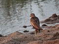 water thick knee