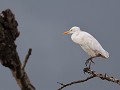 koereiger heeft geen schrik van de oprukkende donk