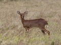 kaapse grysbok