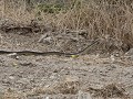 boomslang