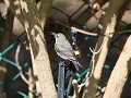 southern double collared sunbird