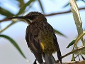 cape sugarbird