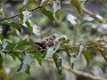swee waxbill