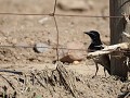 capped wheatear