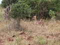 vliegende impala, op de vlucht voor lionhunt