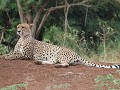 cheetah, rustend nabij de dam aan crocodile bridge