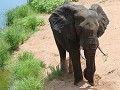 hoe een olifant toch naar vers water graaft, terwi