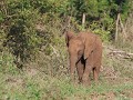 onhandige baby olifant