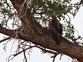 tawny eagle