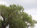 IMG 8891