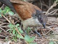 burchell cuckoo eet zijn hapje