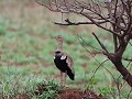 red crested korhaan