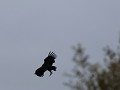 gier zet de daling in richting kadaver