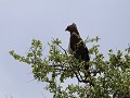 martial eagle