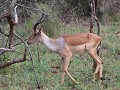 wat is er aan de hand met deze impala : schurft ??