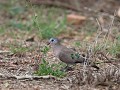 emmerald spotted wood dove