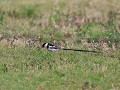 pintailed whydah