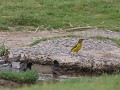 cape weaver