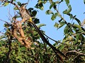 cape sugarbird male
