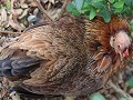 een rare vogel : een kaalgeplukte free ranch chick