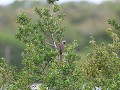 speckled mousebird