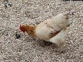 saved by the chickens : een gevecht tussen 2 henne