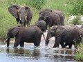 olifantenkudde vindt zijn weg naar de rivier nabij