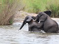 ook olifanten maken tijd om af en toe eens te ravo