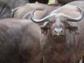 buffels op de orpenroad