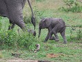 recent geboren olifantenjong