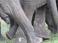 wirwar van olifantenpoten