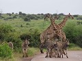 1 van de vele roadblocks in kruger : de enige wat 