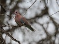 laughing dove