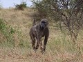 bavianen op boevenpad