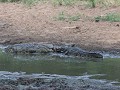 krokodillen vechten om dezelfde impala-kill