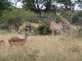 samenkeuvelen : giraffen en impala's