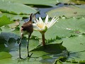 african jacana juvenile