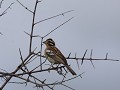 cinnamon breasted bunting