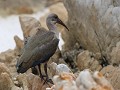 hadeda ibis