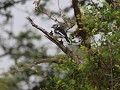 helmet shrike