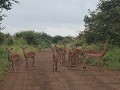 impala roadblock