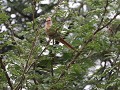 red faced mousebird