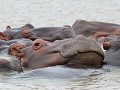 nijlpaarden observeren van dichtbij op een boot va