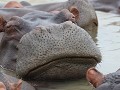 spikkeltje, harig snoetje van een nijlpaard