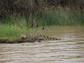 nijlkrokodil in stlucia lake