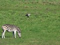 zebra en zijn vriend de secretarisvogel