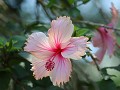 hibiscus : bij dauw gele bloemen, overdag roze en 