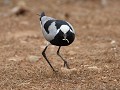 blacksmith lapwing of smidsplevier