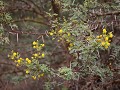 mimosa